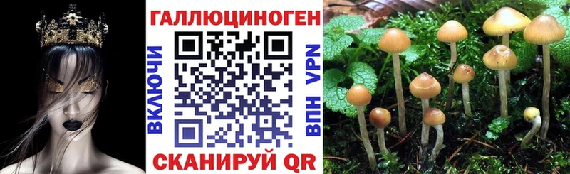 Галлюциногенные грибы Psilocybine cubensis  Южно-Сухокумск 